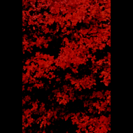 OLXANE Vermilion Ruin (RED TAPE) [MC]