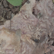 VICISSITUDE / PALE SPEKTRE Fumerole Cauterization in Strigoic Wanion LP BLACK [VINYL 12"]