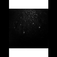 WARLOGHE Logos of All-that-ends , PRE-ORDER [CD]